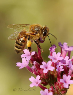 Honey Bee - Apis mellifera O19 #8486