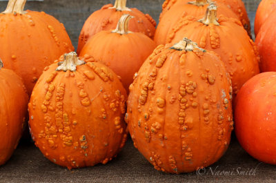 Warty Pumpkins O19 #8688