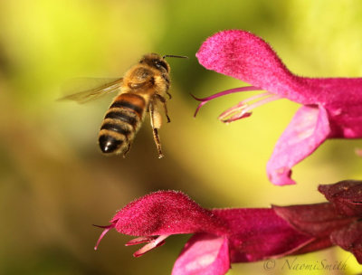 Honey Bee - Apis mellifera O19 #8444