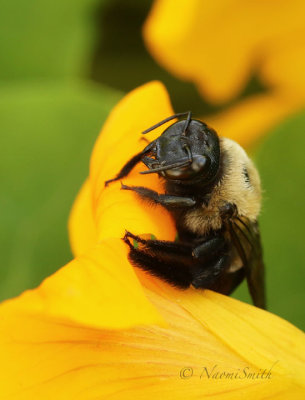 Carpenter Bee  on Nasturtium O19 #8370