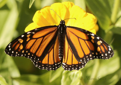 Monarch - Danaus plexippus Female O19 #8420