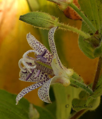 Japanese Toad Lily - Tricyrtis hirta Miyazaki O17 #9893