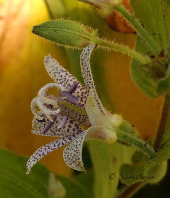 Japanese Toad Lily - Tricyrtis hirta Miyazaki O17 #9893 