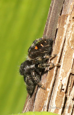Jumping Spider MY19 #1185