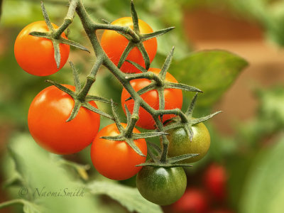 Tomato Sunsugar AU19 #1323
