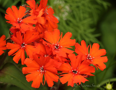 Lychnis arkwrightii JL19 #9288