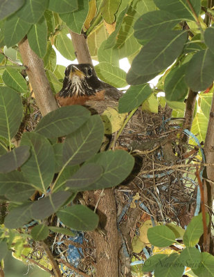 American Robin on nest JL19 #9301