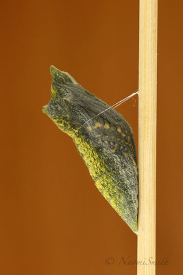 Eastern Black Swallowtail Chrysalis S19 #5731