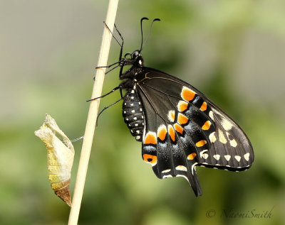 Eastern Black Swallowtail S19 #6265