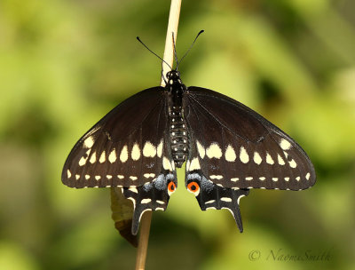 Eastern Black Swallowtail S19 #6272