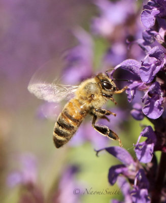 Honey Bee on Salvia JN19 #8115