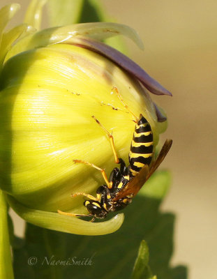 Wasp on Dahlia Bud S19 #7355