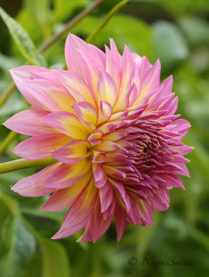 Dahlia Hollyhill Gloria O19 #7803