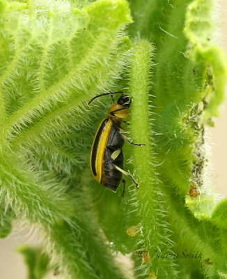 Striped Cucumber Beetle JL20 #7161