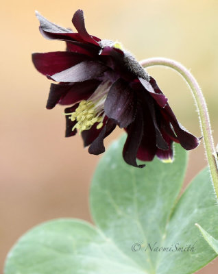 Columbine Black Barlow JL20 #7280