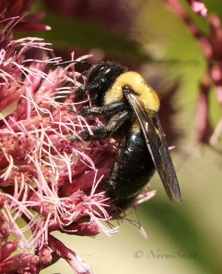 Carpenter Bee AU19 #4856