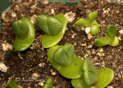 Faucaria seedlings MY20 #9779