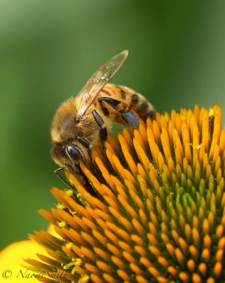 Honey Bee -  Apis mellifera JL19 #446
