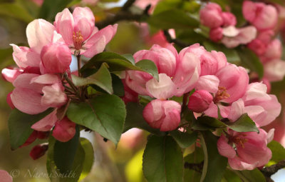 Crabapple blossoms MY20 #340