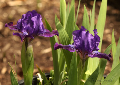 Iris Sultry Mood MY20 #446