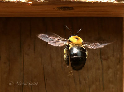 Carpenter Bee JN20 #1624