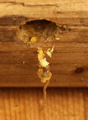 Carpenter Bee AU20 #2832 nest cavity
