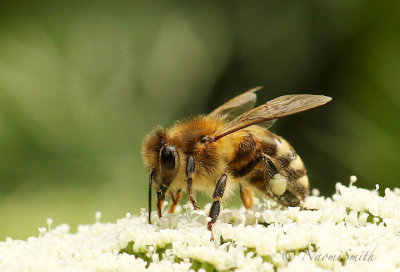 Honey Bee - Apis mellifera AU19 #2527