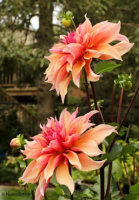 Dahlia Labyrinth S19 #7560