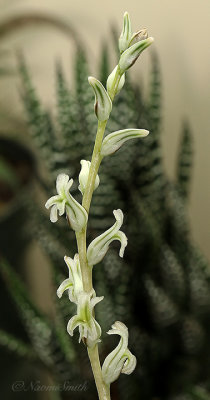 Haworthia Bloom F21 #5942