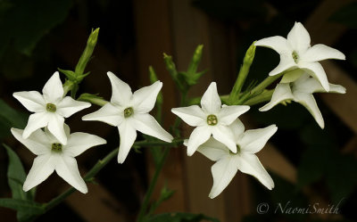 Nicotiana Alata Grandiflora JL19 #0563