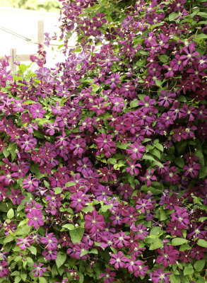 Clematis jackmanii superba JL19 #054