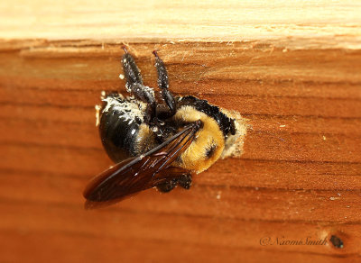 Carpenter Bee JN19 #6994