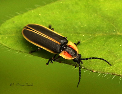 Photinus JN19 #6621