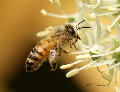 Honey Bee - Apis mellifera JN19 #6388