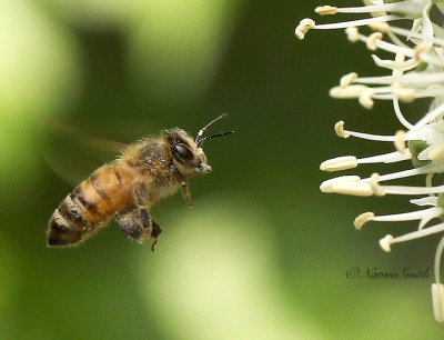 Honey Bee - Apis mellifera JN19 #6341