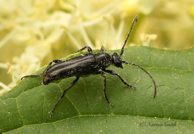 Trachysida mutabilis JN19 #6518