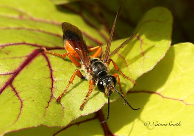 Great Golden Digger - Sphex ichneumoneus S19 #6290