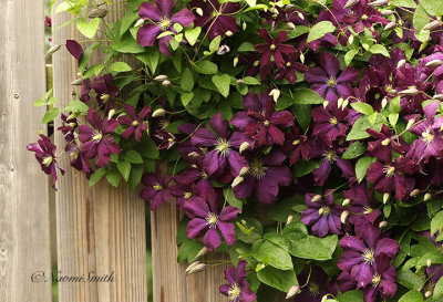 Clematis Jackmanii Superba JN20 #4589