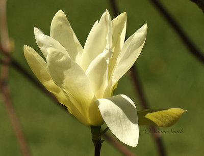Magnolia Ivory Chalice MY19 #2710