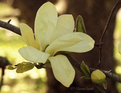 Magnolias