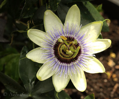 Passionflower MY19 #3442
