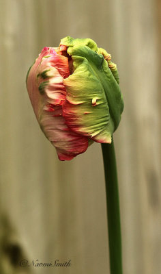 Parrot Tulip MY19 #3488