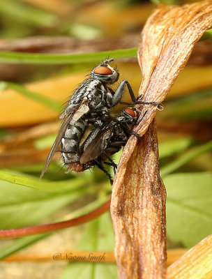 Flies Mating JN19 #6102