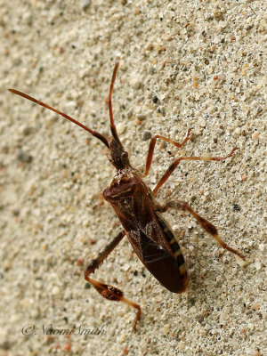 Western Conifer Seed Bug S20 #5305