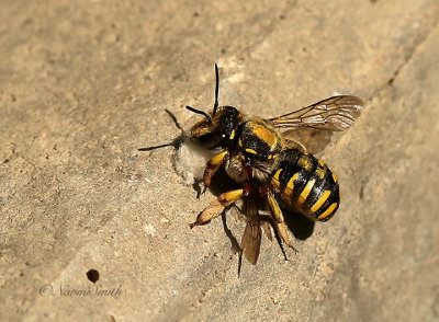 Wool Carder Bee S20 #5280