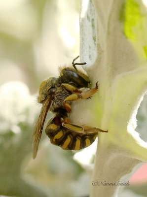 Wool Carder Bee S20 #5251