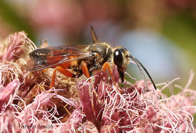 Great Golden Digger Wasp- Sphex ichneumoneus S19 #5667