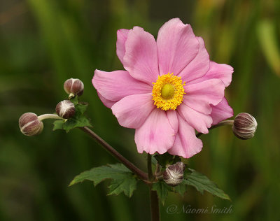 Japanese Anemone - Serenade S19 #5338