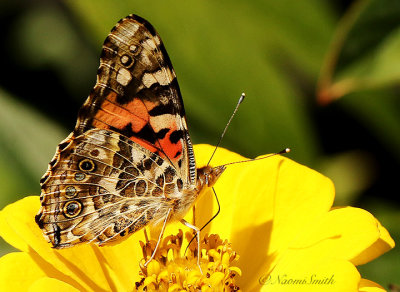 Painted Lady - Vanessa cardui S19 #5521