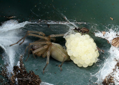 Spider with Eggs JN21 #0510
